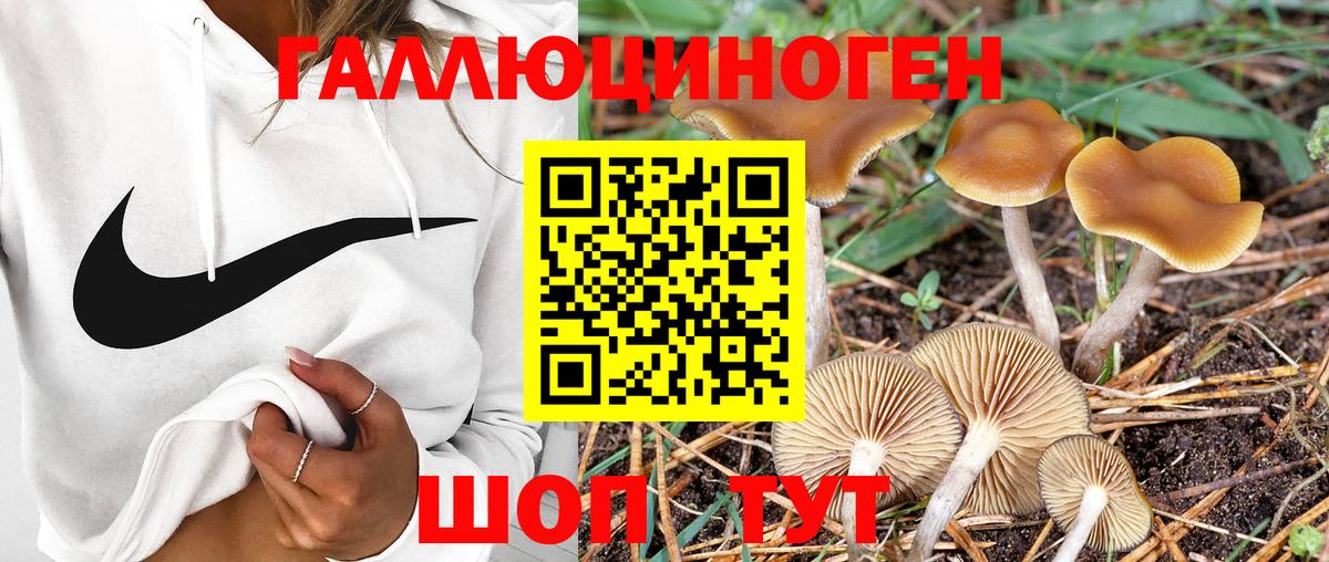 Котлас  Псилоцибиновые грибы Cubensis  Вход с VPN 